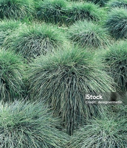 Festuca glauca