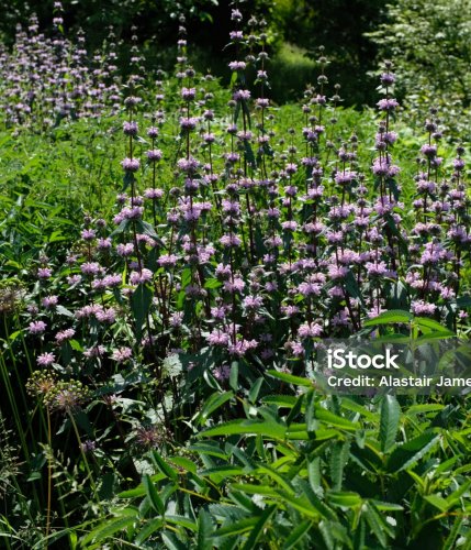 Phlomis tuberosa