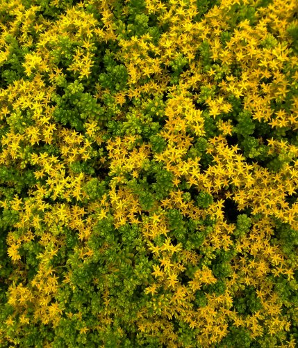 Sedum acre
