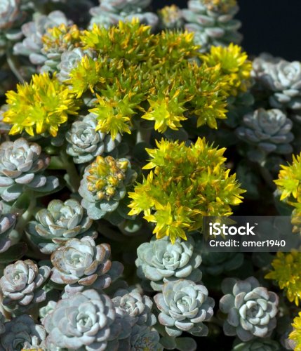 Sedum oreganum